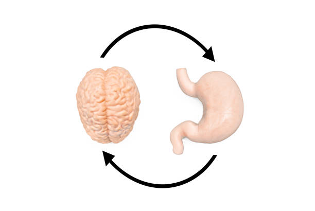 istock Brain and Stomach with Black Arrows on White Background 2160463933