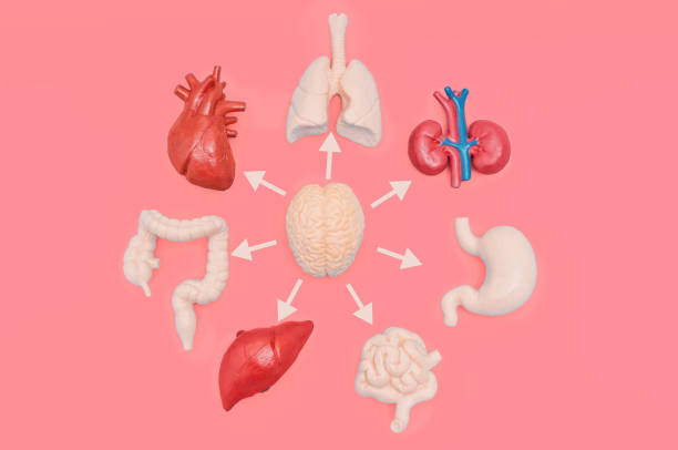 istock Brain and Human Organs Model with Arrows in Circle 2160464164