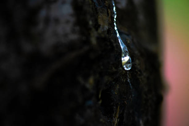 istock Golden Gem: Macro Photo of a Resin Droplet on Tree Trunk 2160464830