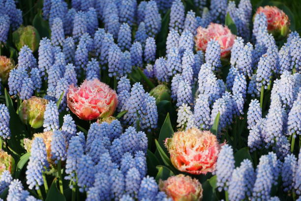 Colorful Tulip Flowers blossom