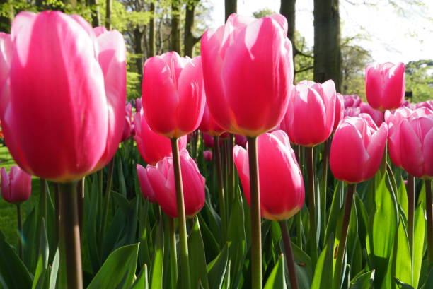 istock Colorful Tulip Flowers blossom 2160465020