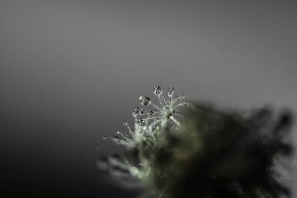 dandelion seed with water drops on sky background
