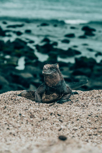 istock Marine Iguana in Galapagos Islands, Ecuador 2160465247