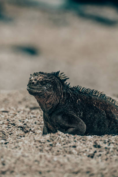 istock Marine Iguana in Galapagos Islands, Ecuador 2160465257