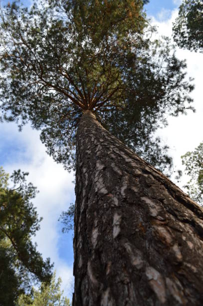 Natural environment in the forest, the trunk of a tree - pine trees stretches to the sky, dense leaves, beautiful sky