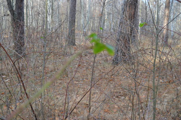 Autumn background - dry branches of raspberry bushes close-up, outdoors in the park, wild, forest