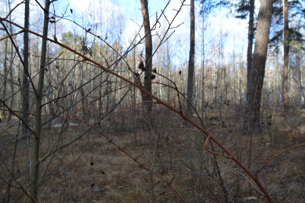 istock Dry bushes in the autumn forest 2160468273