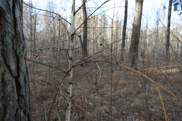 istock Dry bushes in the autumn forest 2160468283