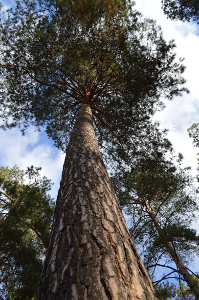 Bark of a coniferous tree, branches and bright sky, natural environment in a pine forest, green landscape, nature of Kiev in the open air, Ukrainian park in a forest massif