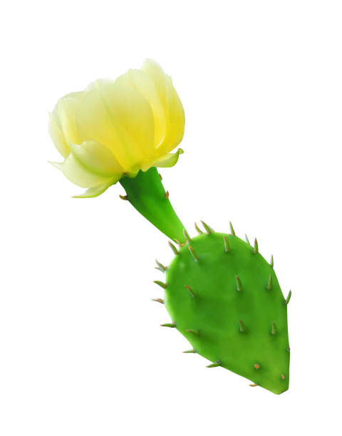 istock Flowering opuntia cactus isolated on white 2160469362
