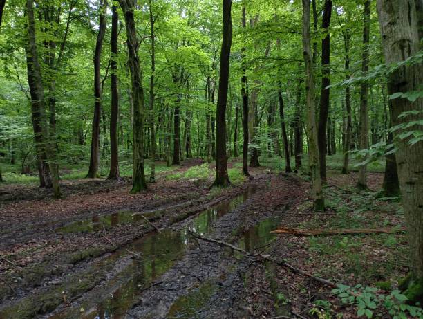 istock A broken road in a forest with a swamp. Large puddles on the forest road that passes through the trees and goes deep into the summer wet forest. 2160469399
