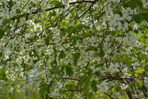 istock Cherry blossoming with white flowers 2160469412