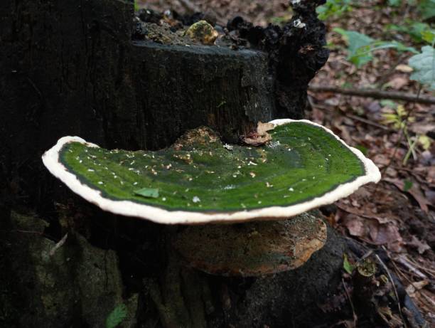 istock A round white mushroom covered with old green moss grows on an old tree stump blackened by time in the middle of the forest. 2160469452
