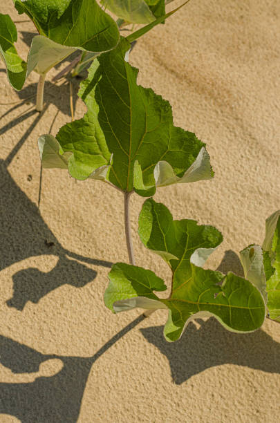 a green plant that grows on the shore. High quality photo