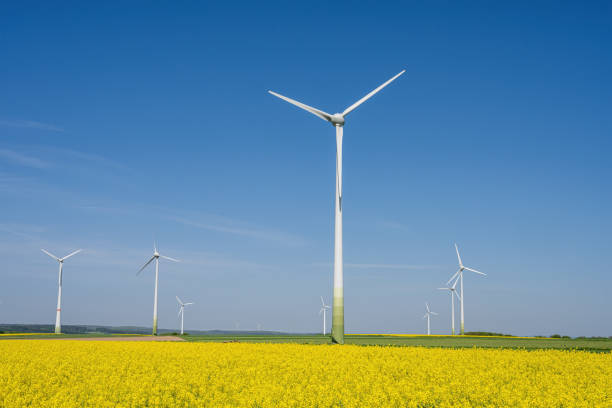 istock Wind turbines and a yellow canola field 2160472969