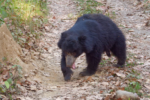 Sloth Bear (Melursus ursinus) walking by the path in the Chitwan National Park, Nepal