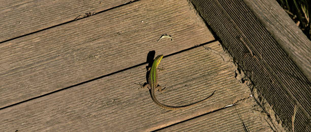 istock The lizard of Punta Marina Terme 2160474477