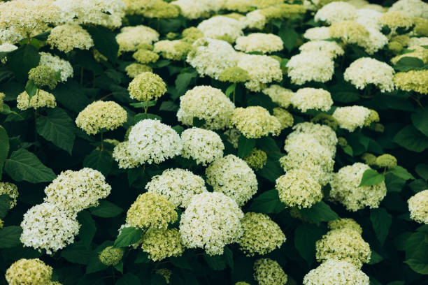 istock White Hydrangea in the Garden. Blooming white hydrangea plants in full bloom. Nature background 2160474663