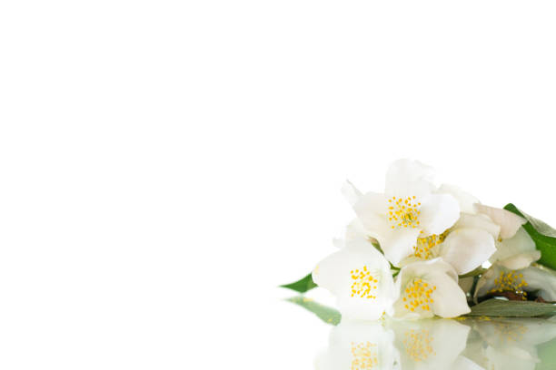 Tiny blue vases with white aromatic flowers in light background. Beautiful small flower