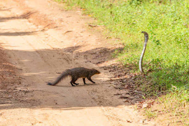 istock mongoose fights with an aggressive cobra in the wild 2160476035