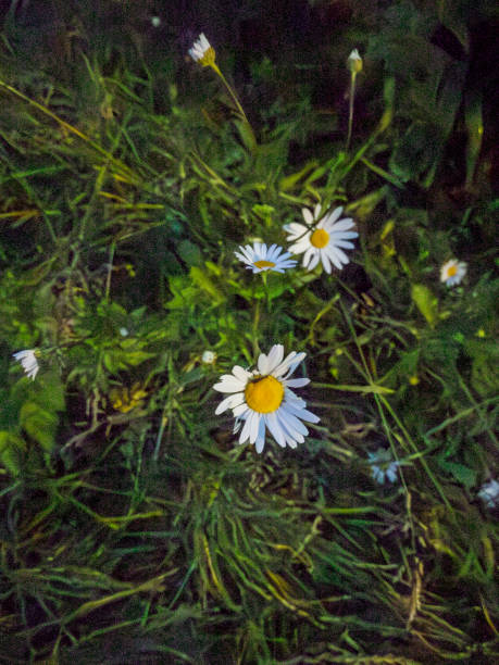 Wild daisy flowers growing on meadow, white chamomiles. Oxeye daisy, Leucanthemum vulgare, Daisies, Dox-eye, Common daisy, Dog daisy, Gardening concept.