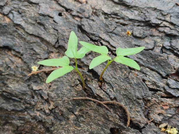 istock New life on bark of tree 2160477245