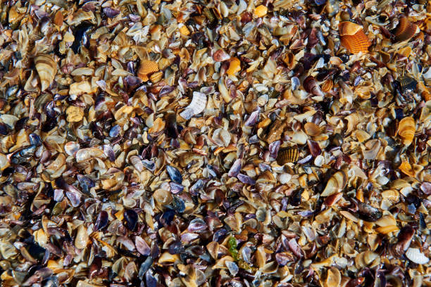 Texture of brown small shell. Small seashells background, Template. Soft focus.