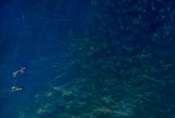 A pair of snorkellers approach a large school of Munk's Devil Rays aka Mobula Rays (Mobula munkiana) in Baja California Sur, Mexico