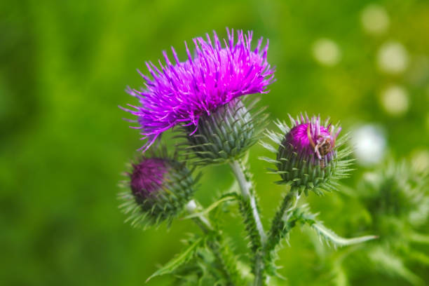 Beautiful thistle flowers on a blurred green plant background.