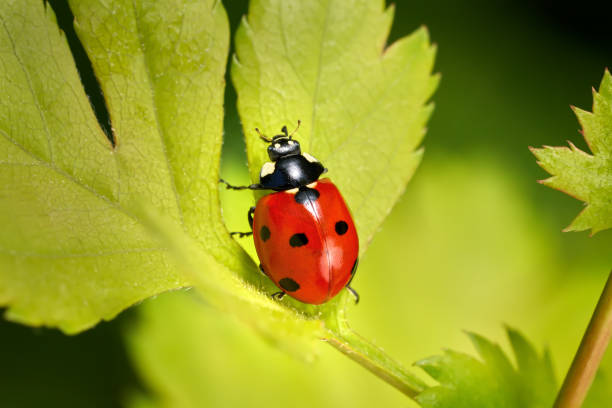 istock Seven-spot ladybird crawling up a light green leaf 2160480427