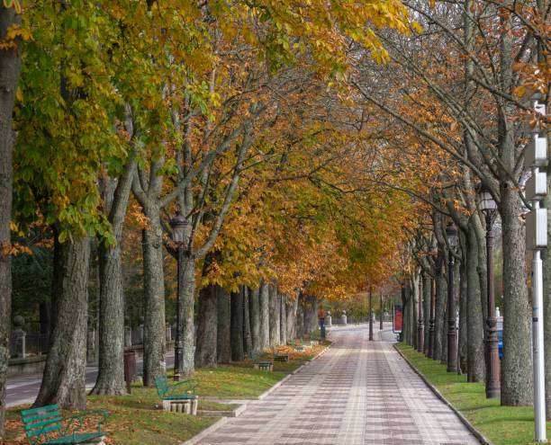 istock A serene park pathway lined with trees showcasing autumn foliage in a city setting 2160481718