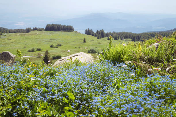 istock Beautiful Summer Landscape of Vitosha Mountain 2160481809