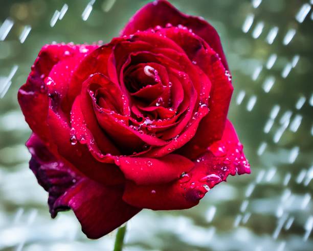 strahlende Rose im Regen
