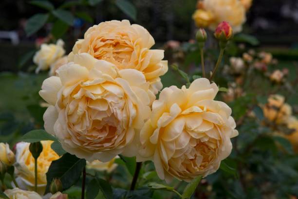istock Bulgaria Beautiful Roses in Spring 2160485173