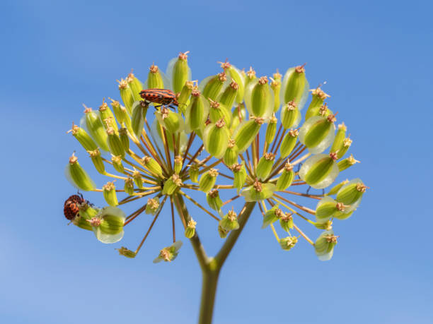 Beetle on a plant in summer