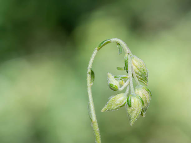 istock Closeup of small wild flower 2160485478
