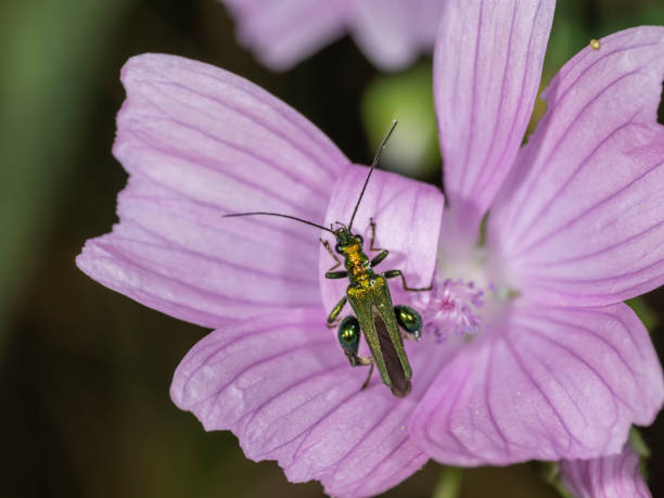 istock Insect on flower in summer 2160485514