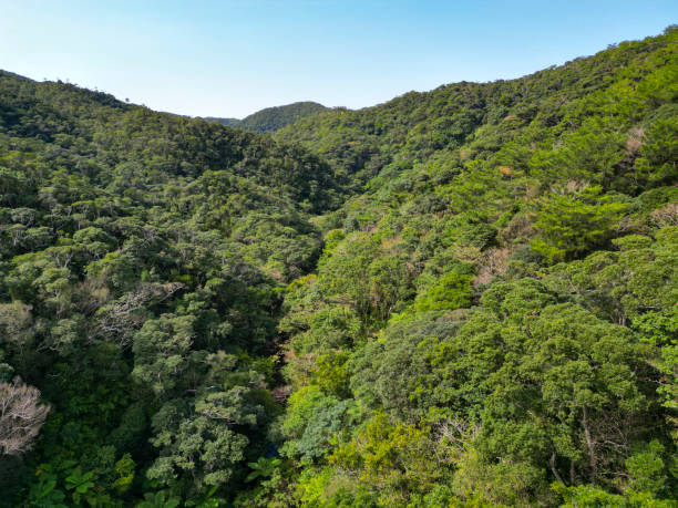 istock Yanbaru National Park, Okinawa, Japan 2160486650