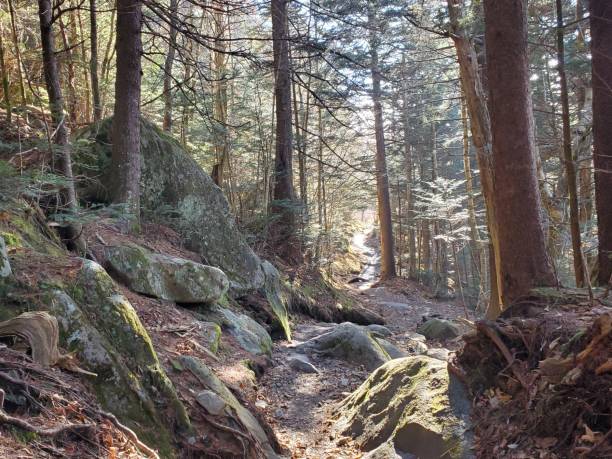 istock Spruce Fir Hemlock Hiking Trail 2160487401