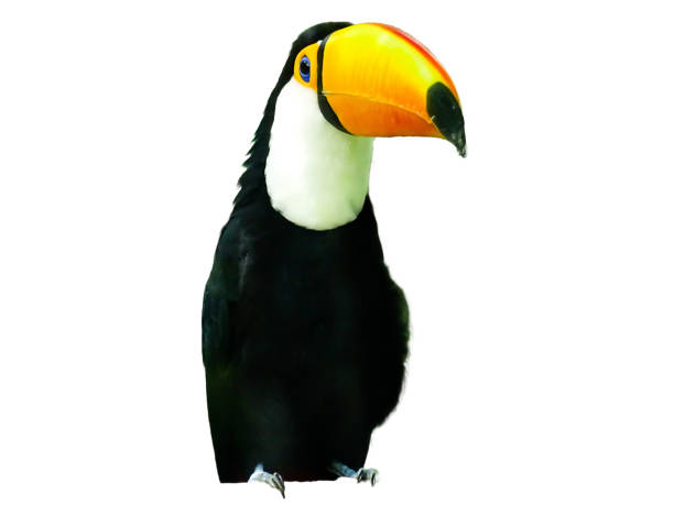 istock Toco Toucan isolated on white. Ramphastos 2160488409