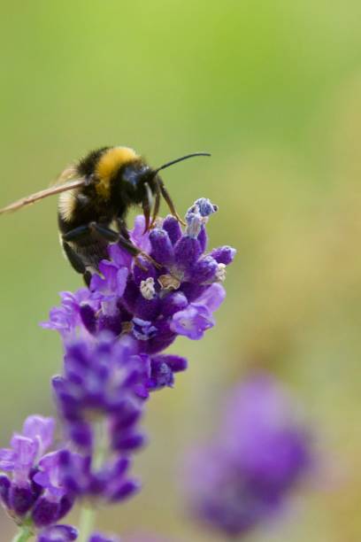 istock A bumblebee on a blooming lilac blossom 2160488740