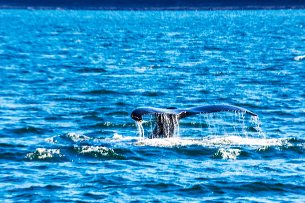istock Humpback whale near Juneau 2160489827