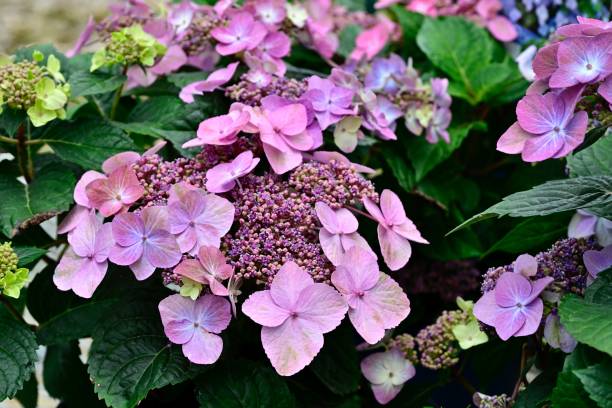 istock Close-up of vibrant 'Pop Star' Hydrangea flowers in full bloom 2160490269