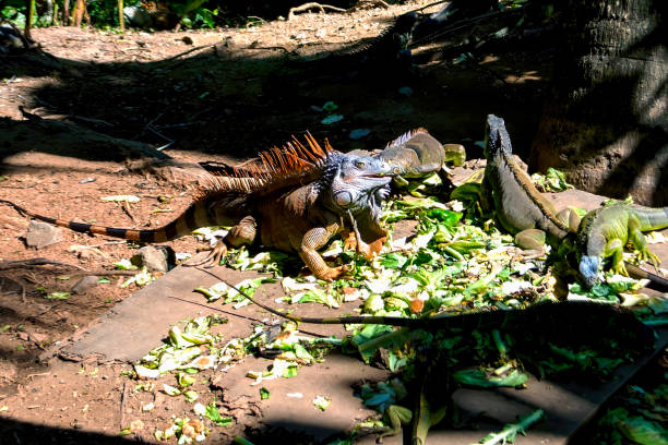 large iguanas in Costa Maya