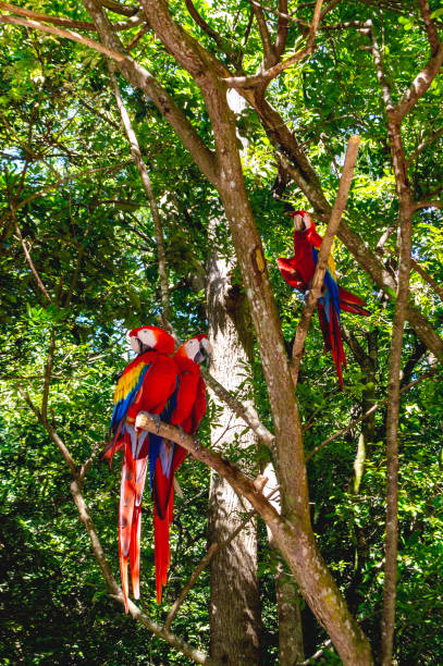 istock scarlet macaw in a bird sanctuary 2160490350