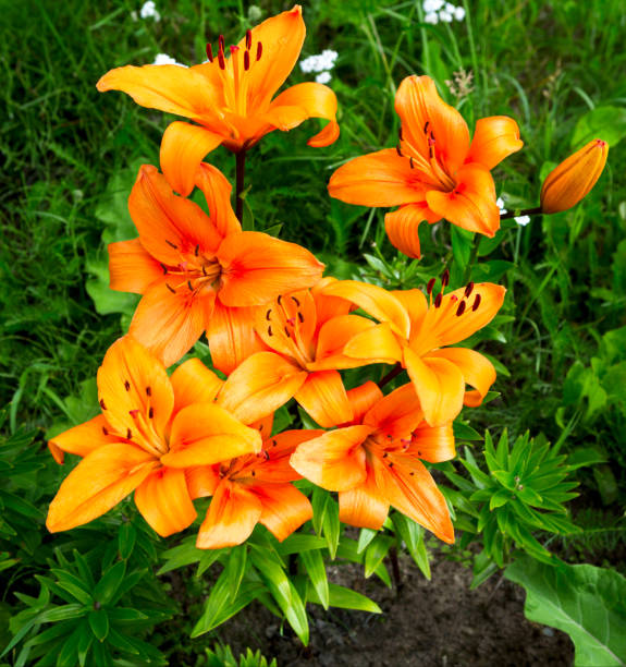 istock Orange lily flower garden. 2160492051