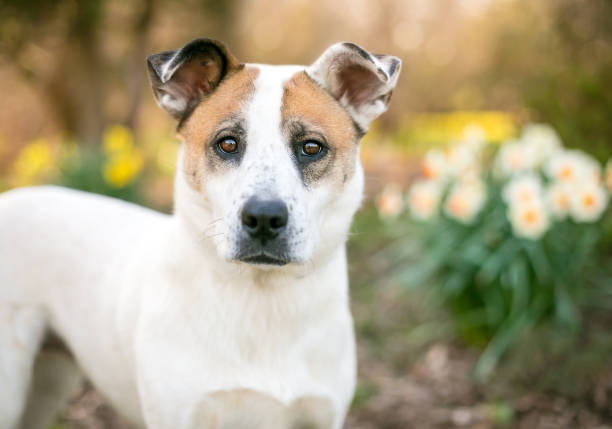 istock A mixed breed dog outdoors in the springtime 2160492786