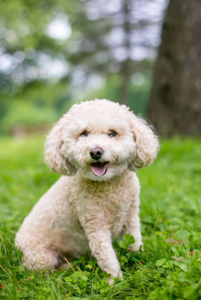 istock A cute Miniature Poodle dog outdoors 2160492797