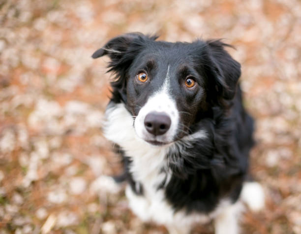 istock A Border Collie dog outdoors surrounded by autumn leaves 2160492808
