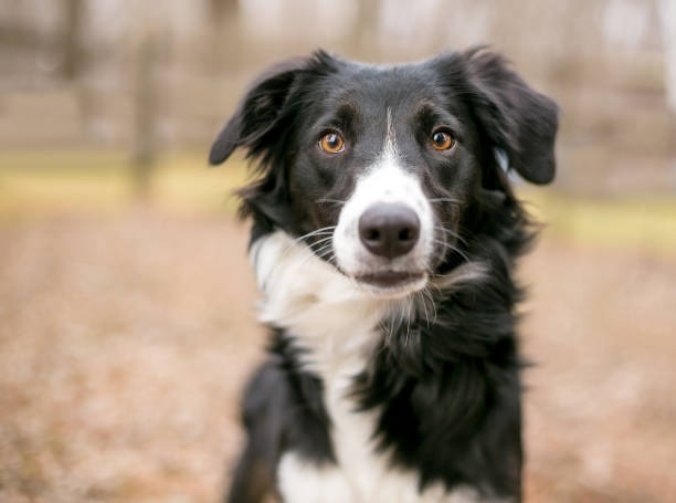 istock A Border Collie dog outdoors 2160492809